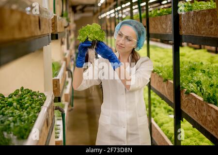 Jeune femme récolte de la salade de la ferme hydroponique. Concept de la culture des légumes biologiques et des aliments santé. Ferme végétale hydroponique. Banque D'Images