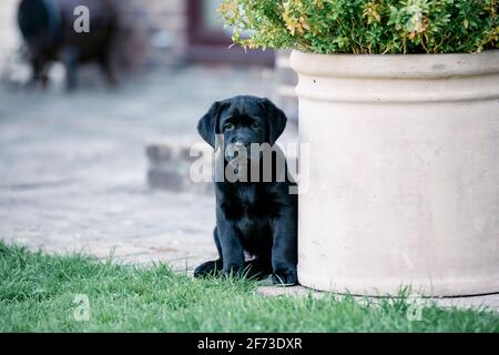 Huit semaines Old Black Labrador Puppy jouant dans un jardin Banque D'Images