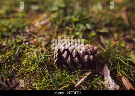 Image de faible profondeur de champ (mise au point sélective) avec un cône de pin sur l'herbe dans une forêt. Banque D'Images