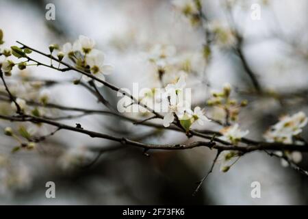 Image de faible profondeur de champ (mise au point sélective) avec fleurs d'un pommier pendant une soirée de printemps. Banque D'Images