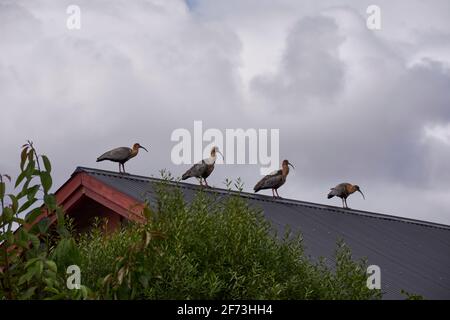 Vue sur un groupe d'ibis à col à collier sur le toit haut Banque D'Images