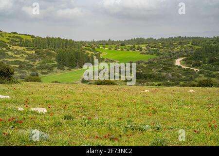 Terres agricoles dans une vallée entre des collines couvertes d'arbres et un champ de jachère florissant en Israël. Banque D'Images