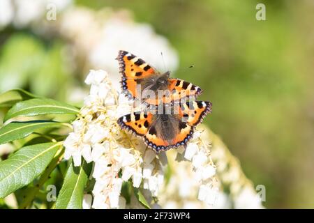 Deux petits papillons tortoiseshell (Aglais urticae) sur des fleurs de Pieris japonica au printemps - Écosse, Royaume-Uni Banque D'Images