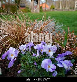 Pansies pourpres blanches avec herbe sèche. En arrière-plan un pré avec des bâtiments flous. Un environnement rural Banque D'Images