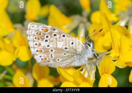 Bleu craie pour femme (Polyommatus coridon) Sur la plante alimentaire hôte Horseshoe Vetch Banque D'Images