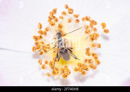 Le longicorne (Grammoptera ruficornis) est apparié sur la fleur blanche de la rose des chiens. Sussex, Royaume-Uni Banque D'Images