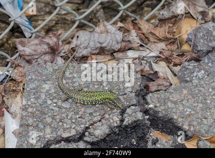 Le lézard mâle de mur (Podarcis muralis), espèce introduite, se basant sur une plate-forme ferroviaire à Sussex, au Royaume-Uni Banque D'Images