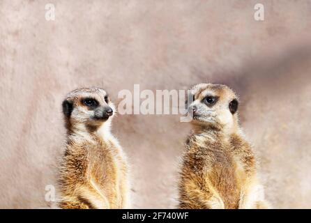 Deux meerkats sur la garde. Suricata suricata Banque D'Images