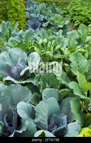 Feuilles de différentes plantes de chou (brassicas) dans un jardin fait maison. Patchwork végétal avec verger (mangold), brassica, kohlrabi et borecole. Gros plan. Banque D'Images