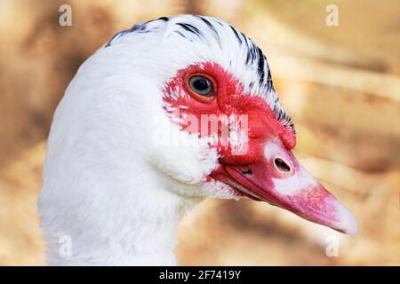 Gros plan latéral d'une oie avec un plumage blanc. Portrait d'un oiseau. Banque D'Images