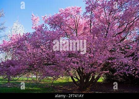 Cerisiers en fleurs en pleine floraison dans les jardins de Rutgers on une journée de printemps ensoleillée avec un ciel bleu -04 Banque D'Images