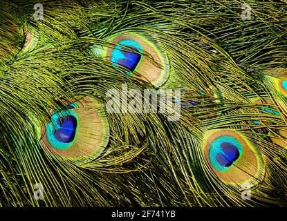 Plumage d'un paon en gros plan Banque D'Images