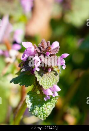 Ortie morte pourpre au printemps avec des fleurs roses. Fleurs sauvages de printemps. Gros plan. Banque D'Images