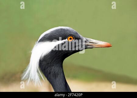 Heron en gros plan sur le côté et sur fond vert. Plumage blanc noir d'un oiseau. Banque D'Images