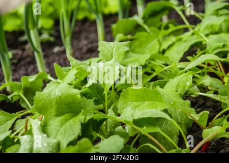 Permet de déconcentrer les feuilles de radis et la texture des poireaux d'oignons. Le radis organique pousse dans le sol. De jeunes radis poussent dans un lit dans le jardin. Fond de texture vert Banque D'Images