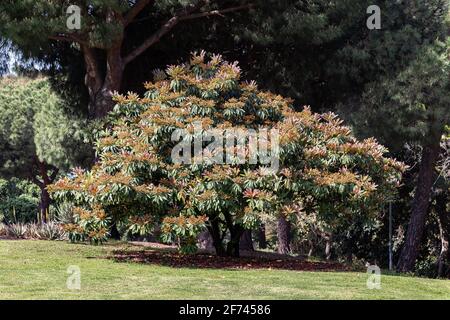 Arbre de mangue en fleur dans le parc botanique Banque D'Images