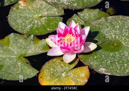 Bassin de nénuphars avec plantes de nenufar rose et blanc un parc Banque D'Images