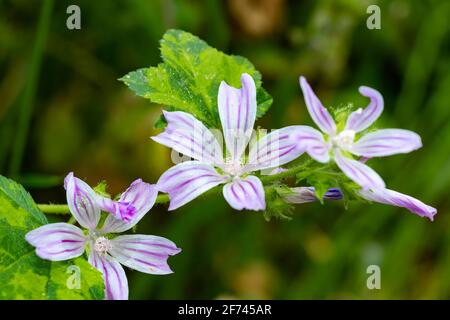 Malva sylvestris est une espèce du genre Malva de la famille des Malvaceae. Connu sous le nom de malow commun, il a acquis les noms de fromages, élevé mal Banque D'Images