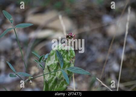 Ailes de Cactus Angels, poires pickly opuntia, plantes microdasys Banque D'Images