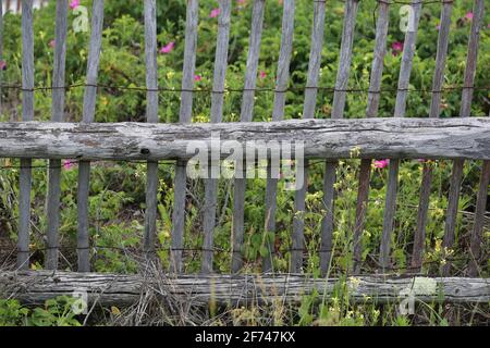 Ancienne clôture en bois usée et abîmée avec un espace dans le bois latte devant une propriété de fleur sauvage abandonnée Banque D'Images