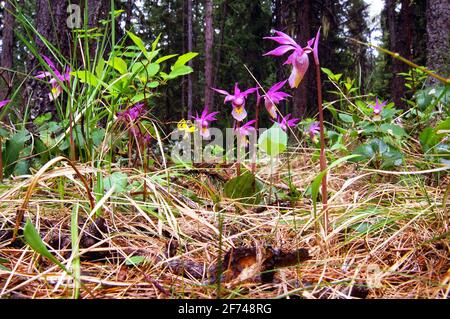 Colonie de Slipper de fées (Calypso bulbosa) dans une forêt ancienne. Vallée de Yaak, Montana. (Photo de Randy Beacham) Banque D'Images