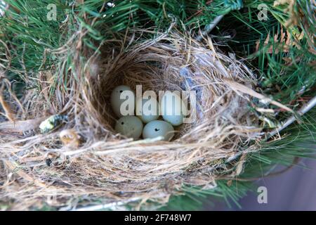 Cinq oeufs de Finch de maison dans un nid dans le sud-ouest de l'Ontario, Canada. Banque D'Images