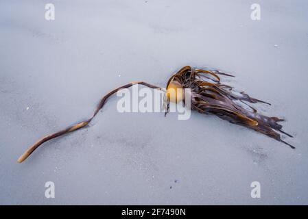 Flotsam sur le sable : un morceau de varech lavé sur la plage. Banque D'Images