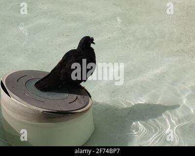 Pigeon perché sur un assemblage d'éclairage à la Fontaine des éléphants, Chambéry, France Banque D'Images