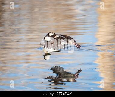 le canard de Bufflehead drake en vol au-dessus du lac. Note: Le plumage est dans le plumage juvénile Banque D'Images