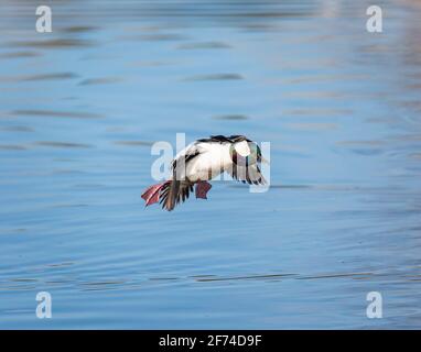 le canard de Bufflehead drake en vol au-dessus du lac. Remarque : le plumage est en pleine reproduction Banque D'Images