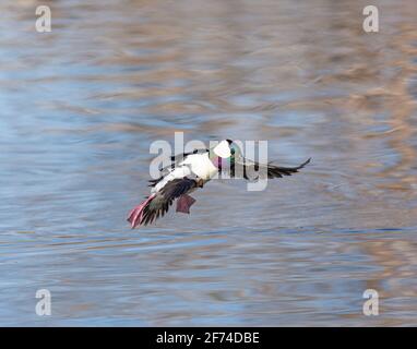 le canard de Bufflehead drake en vol au-dessus du lac. Remarque : le plumage est en pleine reproduction Banque D'Images