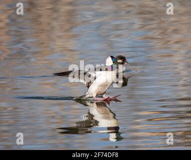 le canard de Bufflehead drake en vol au-dessus du lac. Remarque : le plumage est en pleine reproduction Banque D'Images