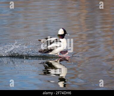 le canard de Bufflehead drake en vol au-dessus du lac. Remarque : le plumage est en pleine reproduction Banque D'Images