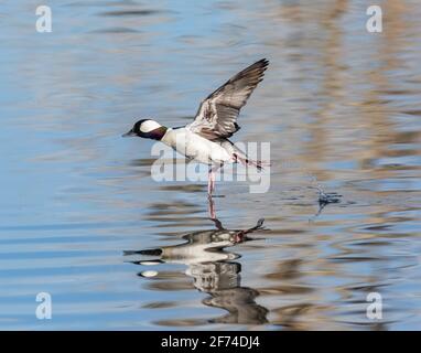 le canard de Bufflehead drake en vol au-dessus du lac. Remarque : le plumage est en pleine reproduction Banque D'Images