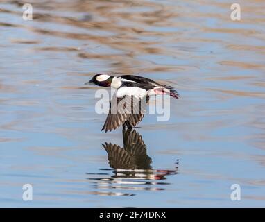 le canard de Bufflehead drake en vol au-dessus du lac. Remarque : le plumage est en pleine reproduction Banque D'Images