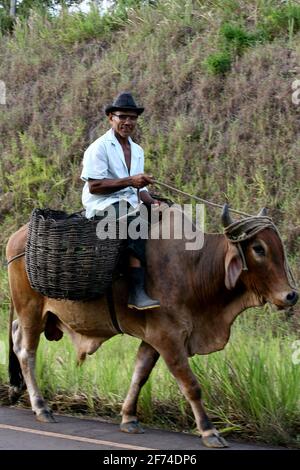 Camamu, bahia / brésil - 10 janvier 2012: L'homme utilise le boeuf comme support et pour transporter du fret sur l'autoroute BA 001 dans la ville de Camamu. *** local C Banque D'Images