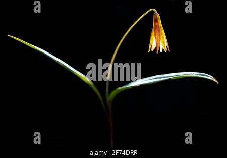 Lily de truite (Lily de truite à fossettes) (Erythronium umbilicatum) sur fond noir - Holmes Educational State Forest, Hendersonville, North Carol Banque D'Images