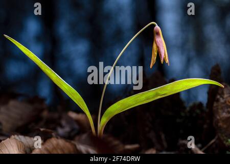 Lone Trout Lily (Erythronium umbilicatum) - Holmes Educational State Forest, Hendersonville, Caroline du Nord, États-Unis Banque D'Images