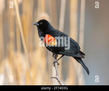 Oiseau noir ailé rouge de sexe masculin perché dans le plumage complet des catadieaux Banque D'Images