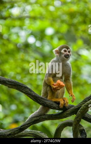L'image rapprochée du singe écureuil commun (Saimiri sciurus) est debout avec de la nourriture à la main, est une espèce de singe écureuil de Guyane, Venezuela. Banque D'Images