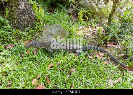 Le moniteur de Salvadori (Varanus salvadorii) est l'un des plus longs lézards au monde. Il s'agit d'un lézard arborial avec un corps vert foncé marqué de bandes Banque D'Images