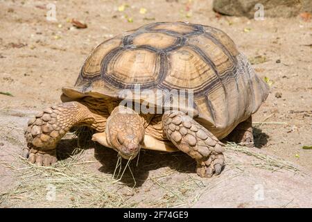 La tortue africaine mange de l'herbe. C'est une espèce de tortue qui habite la limite sud du désert du Sahara en Afrique. Banque D'Images