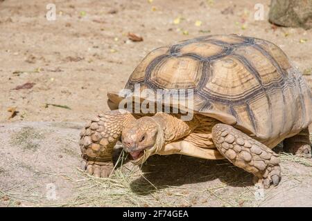 La tortue africaine mange de l'herbe. C'est une espèce de tortue qui habite la limite sud du désert du Sahara en Afrique. Banque D'Images