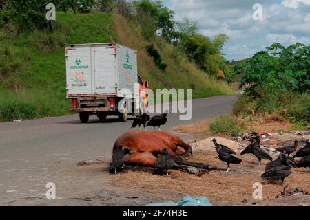 Itabuna, bahia / brésil - 19 juin 2012: Des vautours sont vus en train de commising un cadavre de cheval mort sur l'autoroute BR 414 dans la ville d'Itabuna. Un danger pour Banque D'Images