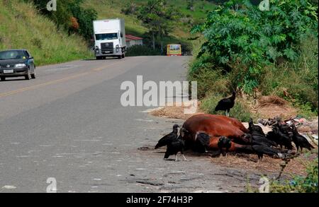 Itabuna, bahia / brésil - 19 juin 2012: Des vautours sont vus en train de commising un cadavre de cheval mort sur l'autoroute BR 414 dans la ville d'Itabuna. Un danger pour Banque D'Images