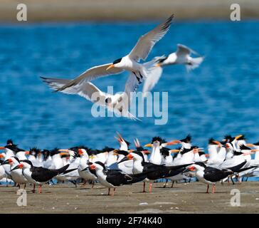 Les sternes élégantes, Thalasseus elegans, et le skimmer noir, Rynchops niger, le long de la plage à Mission Bay, San Diego, Californie, Etats-Unis Banque D'Images