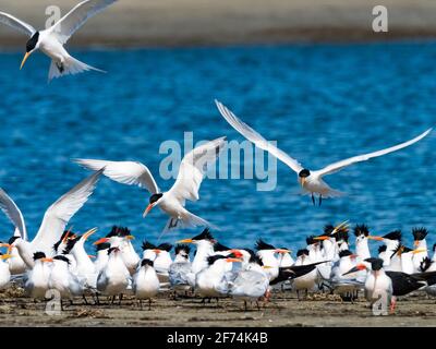 Les sternes élégantes, Thalasseus elegans, et le skimmer noir, Rynchops niger, le long de la plage à Mission Bay, San Diego, Californie, Etats-Unis Banque D'Images