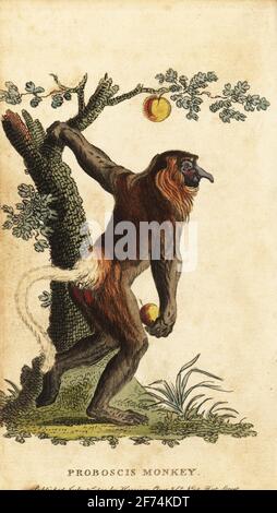 Singe à nez long, Nasalis larvatus. En voie de disparition. Singe proboscis, Simia nasalis. Gravure sur plaque de coperplate de couleur main, d'après une illustration de Johann-Eberhard Ihle du magazine The Naturalist's Pocket, Harrison, Fleet Street, Londres, 1800. Banque D'Images