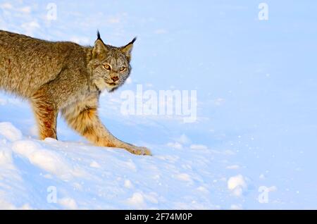 Un lynx canadien, Felis lynx, qui traverse la neige fraîche dans les régions rurales de l'Alberta au Canada. Banque D'Images