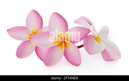 Fleurs de frangipanier (plumeria) sur fond blanc Banque D'Images